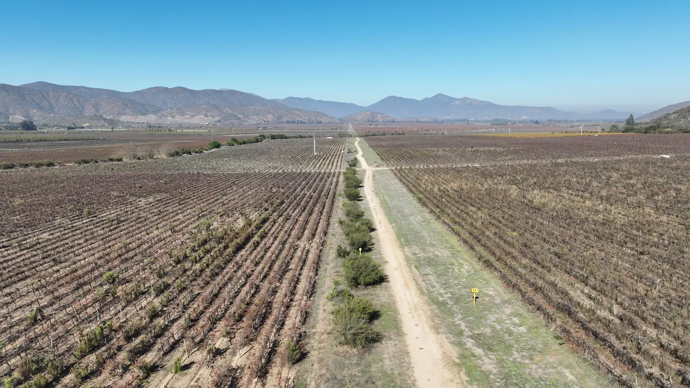 Servidumbre del gasoducto entre viñedos