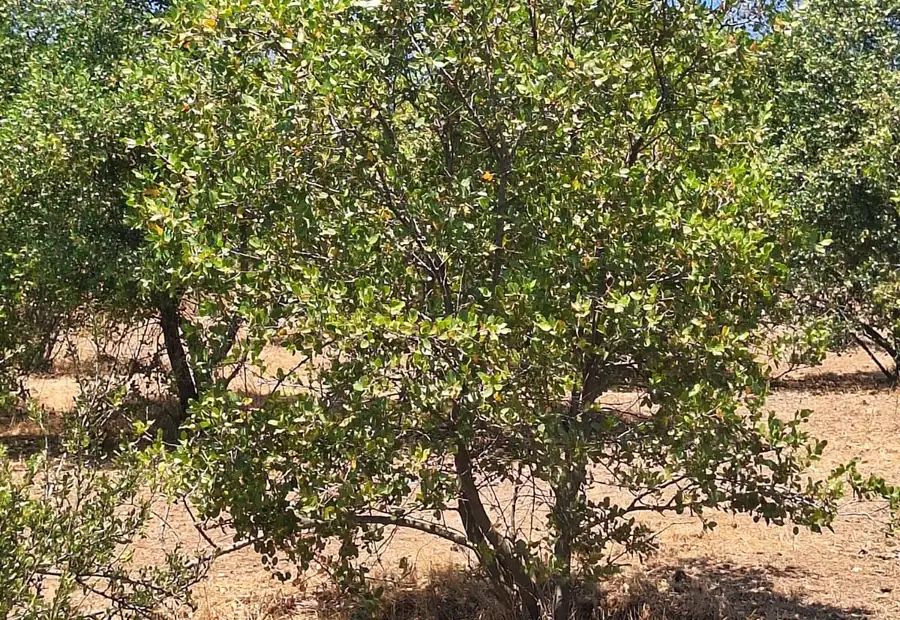 Árbol nativo crecido en la reforestación del predio Mala Cara